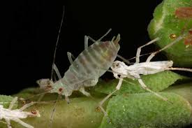 Attēlu rezultāti vaicājumam “Acyrthosiphon”