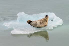 Image result for Pusa hispida