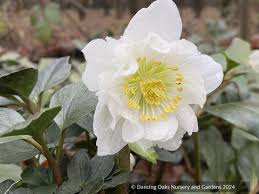 Attēlu rezultāti vaicājumam “Helleborus niger flower”