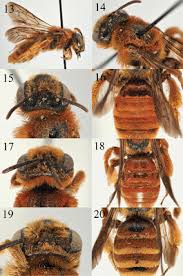 Attēlu rezultāti vaicājumam “Andrena”