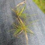 Attēlu rezultāti vaicājumam “Agrostis canina leaf”