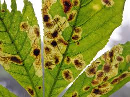 Attēlu rezultāti vaicājumam “Cameraria ohridella”