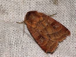 Attēlu rezultāti vaicājumam “Diarsia florida”