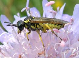 Attēlu rezultāti vaicājumam “Rhogogaster picta”