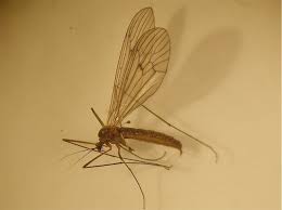 Attēlu rezultāti vaicājumam “Trichocera regelationis”