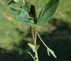 Attēlu rezultāti vaicājumam “Trifolium spadiceum flower”
