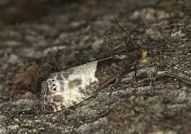 Attēlu rezultāti vaicājumam “Notocelia cynosbatella”