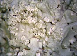 Attēlu rezultāti vaicājumam “Parmeliopsis ambigua”