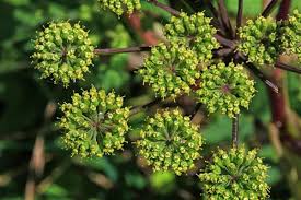 Attēlu rezultāti vaicājumam “Angelica palustris flower”