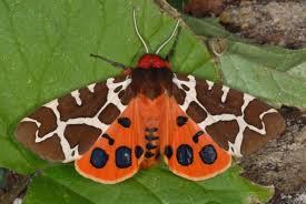 Attēlu rezultāti vaicājumam “Arctia caja larva”