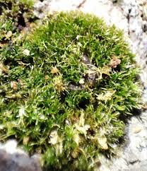 Attēlu rezultāti vaicājumam “Eucladium verticillatum”