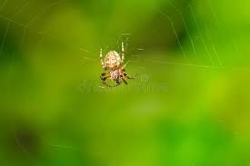 Attēlu rezultāti vaicājumam “Larinioides cornutus female”