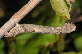 Attēlu rezultāti vaicājumam “Crocallis elinguaria larva”