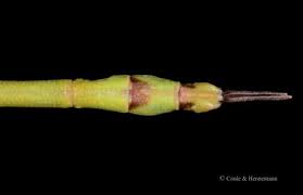 Attēlu rezultāti vaicājumam “Didymium tussilaginis sessile”