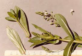 Attēlu rezultāti vaicājumam “Veronica anagallis-aquatica leaf”