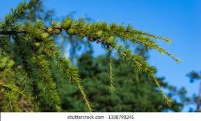 Attēlu rezultāti vaicājumam “Larix sibirica”