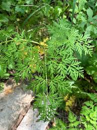 Attēlu rezultāti vaicājumam “Conioselinum tataricum”