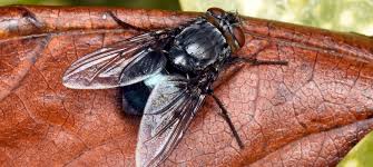 Attēlu rezultāti vaicājumam “Brachycera”