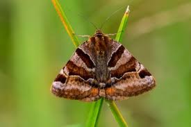 Attēlu rezultāti vaicājumam “Euclidia glyphica”