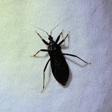 Attēlu rezultāti vaicājumam “Reduvius personatus”