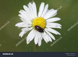 Attēlu rezultāti vaicājumam “Attagenus pellio”