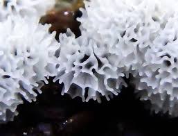 Attēlu rezultāti vaicājumam “Trichia varia spores”