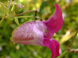 Image result for Impatiens glandulifera