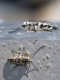 Attēlu rezultāti vaicājumam “Erannis defoliaria”