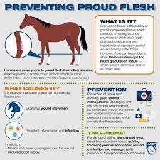 Image result for "proud flesh"