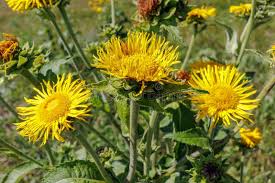 Attēlu rezultāti vaicājumam “Inula britannica flower”