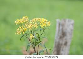Attēlu rezultāti vaicājumam “Jacobaea vulgaris flower”