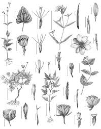 Image result for Ageratum conyzoides