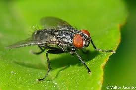 Attēlu rezultāti vaicājumam “Sarcophagidae”