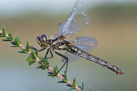 Attēlu rezultāti vaicājumam “Sympetrum danae”