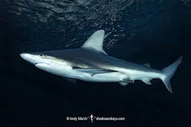Image result for Carcharhinus isodon