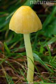 Attēlu rezultāti vaicājumam “Bolbitius vitellinus”