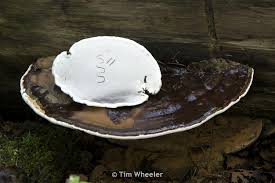 Attēlu rezultāti vaicājumam “Ganoderma applanatum”