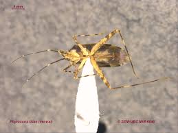 Attēlu rezultāti vaicājumam “Phytocoris tiliae imago”