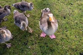 Attēlu rezultāti vaicājumam “Anser anser adult”