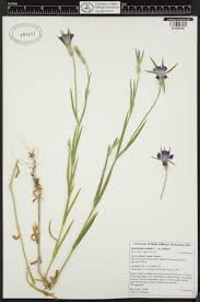 Image result for Agrostemma githago