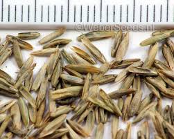 Attēlu rezultāti vaicājumam “Lolium perenne”