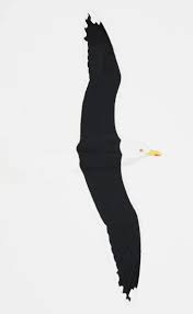 Attēlu rezultāti vaicājumam “Larus marinus adult”