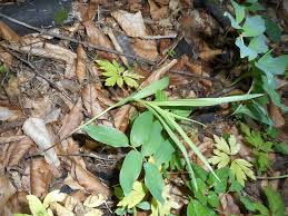 Attēlu rezultāti vaicājumam “Cephalanthera rubra leaf”