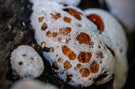 Attēlu rezultāti vaicājumam “Abortiporus biennis”