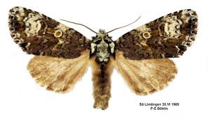 Attēlu rezultāti vaicājumam “Craniophora ligustri larva”