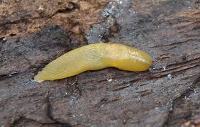 Attēlu rezultāti vaicājumam “Malacolimax tenellus”