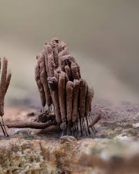 Attēlu rezultāti vaicājumam “Stemonitis herbatica macro”