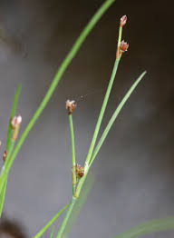 Attēlu rezultāti vaicājumam “Juncus bulbosus”