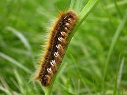 Attēlu rezultāti vaicājumam “Euthrix potatoria larva”