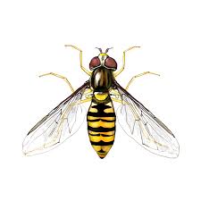 Attēlu rezultāti vaicājumam “Episyrphus balteatus”